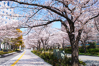 Cherry blossom trees along the Kawasaki Station tracks